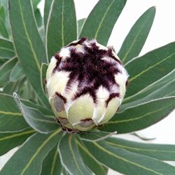 園芸ネット本店｜プロテア：メイデイ 7号鉢植え25-01 の通販【公式】