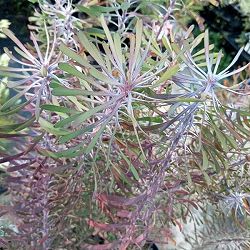 園芸ネット本店｜リューカデンドロン：チェーキー 7号鉢植え の通販