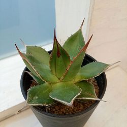 園芸ネット本店｜アガベ：オテロイ 特選実生株 2号ポット の通販【公式】