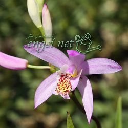 園芸ネット本店｜シラン：雲南（うんなん）3号ポット の通販【公式】