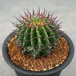 園芸ネット本店｜ユーフォルビア：ホリダ 7号鉢植え 23-01 の通販【公式】