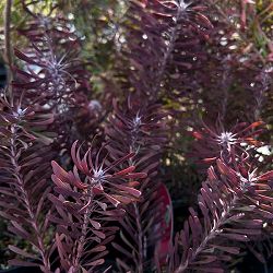 園芸ネット本店｜リューカデンドロン：チェーキー 7号鉢植え の通販