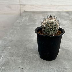 園芸ネット本店｜フェロカクタス：刈穂玉 2.5号鉢植え の通販【公式】