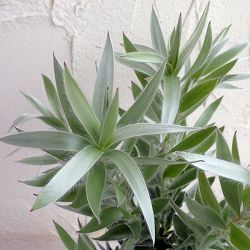 園芸ネット本店｜リューカデンドロン：チェーキー 7号鉢植え の通販