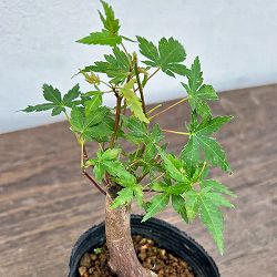 園芸ネット本店｜モミジ：京の舞3号ポット の通販【公式】