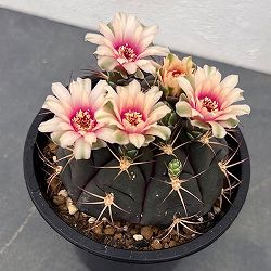 園芸ネット本店｜ブーファン：ディスティチャ 4号鉢植え* の通販【公式】