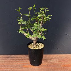 園芸ネット本店｜ザ・ファームユニバーサル オンライン:希少塊根植物