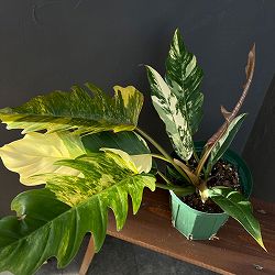 園芸ネット本店｜フィロデンドロン：キャラメルマーブル 斑入り 2.5号