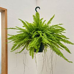 園芸ネット本店｜観葉植物:シダ類 の商品一覧 【公式】