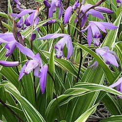 園芸ネット本店｜キキョウ(桔梗）：八重咲きソフトピンクききょう