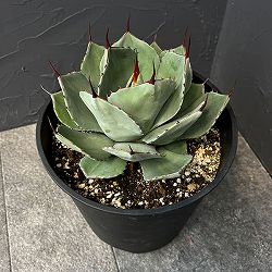 園芸ネット本店｜観葉植物:アガベ のカテゴリ一覧【公式】