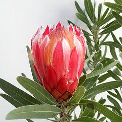 園芸ネット本店｜プロテア：メイデイ 7号鉢植え25-01 の通販【公式】