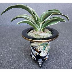 園芸ネット本店｜オモト（万年青）：麟晃冠（りんこうかん） 2.5号鉢