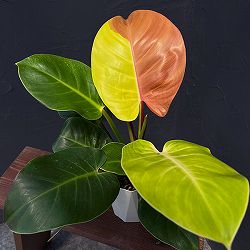 園芸ネット本店｜フィロデンドロン：キャラメルマーブル（斑入り）5号