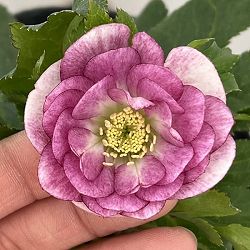 園芸ネット本店｜若泉ファームさんのクリスマスローズ：25-73雅