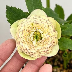 園芸ネット本店｜加藤農園さんのクリスマスローズ：26-04アンティーク