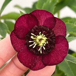 園芸ネット本店｜加藤農園さんのクリスマスローズ：26-12セミダブル