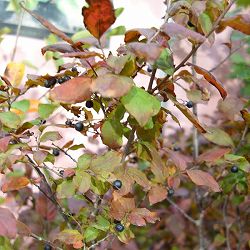 園芸ネット本店｜クロモジ（黒文字） 3.5号ポット の通販【公式】