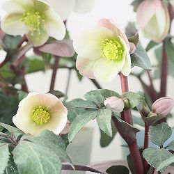 園芸ネット本店｜セール:クリスマスローズ の商品一覧【公式】