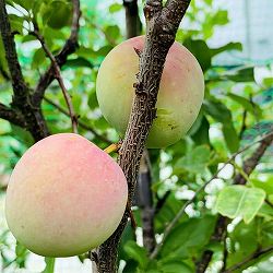 園芸ネット本店｜スモモ の商品一覧【公式】