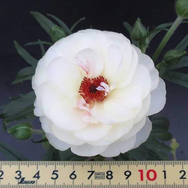 園芸ネット本店｜ラナンキュラス：ラックス アフロディーテ3.5-4号