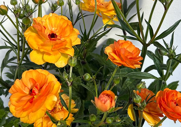 園芸ネット本店｜ラナンキュラス：ラックス ミネルバ3.5-4号ポット* 3