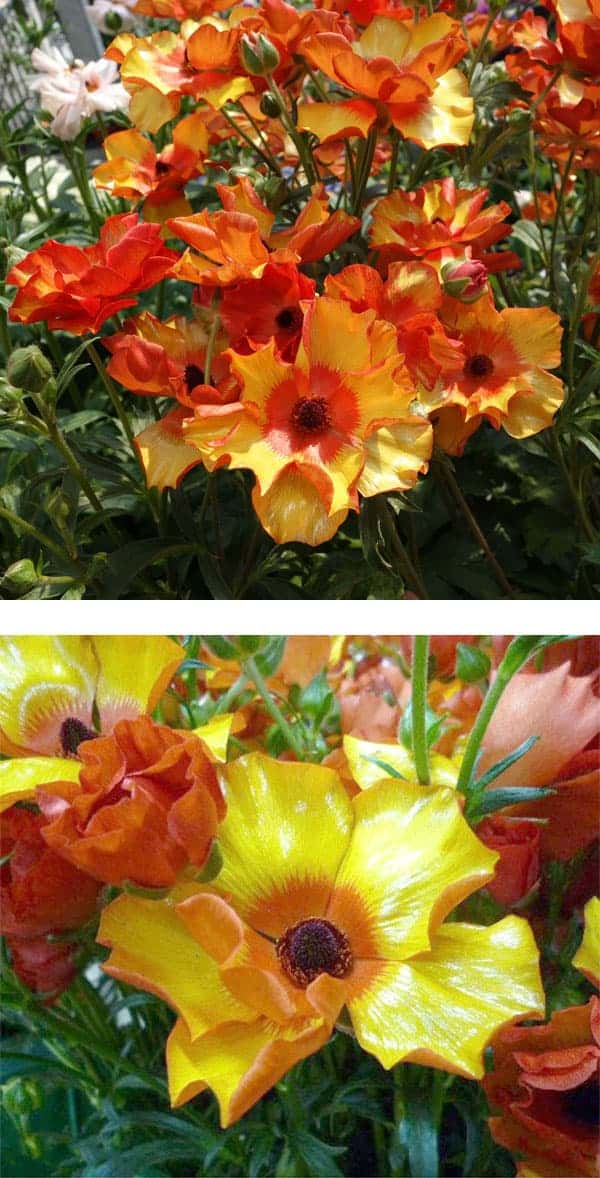 園芸ネット本店｜ラナンキュラス：ラックス ミノアン5号鉢植えカゴ入り