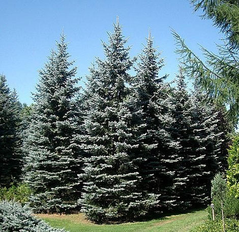 園芸ネット本店｜[送料無料]ピセアプンゲンス（プンゲンストウヒ