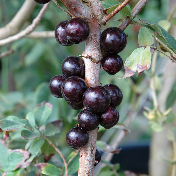園芸ネット本店｜ジャボチカバ四季なり種5号鉢植え の通販【公式】