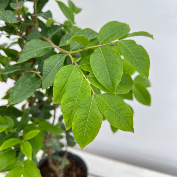 園芸ネット本店｜ジャボチカバ四季なり種5号鉢植え の通販【公式】