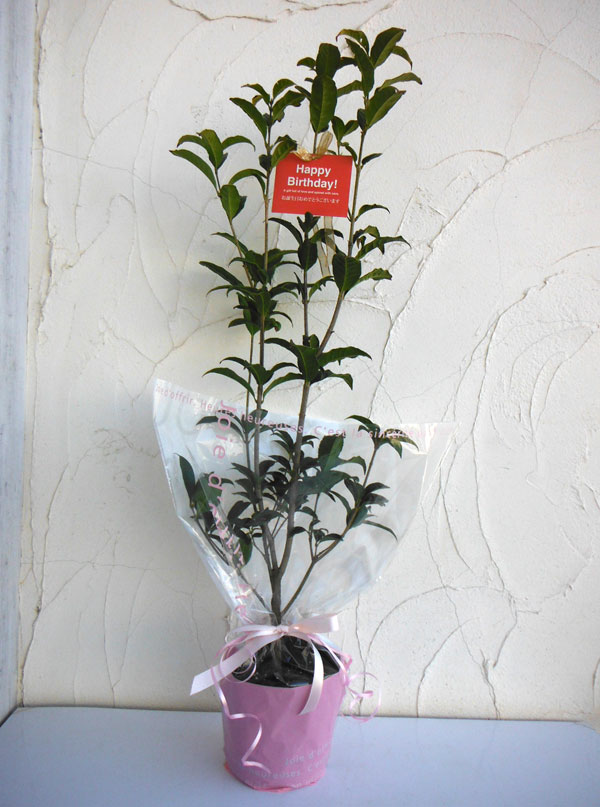 園芸ネット本店｜苗木ギフト：キンモクセイ（金木犀）「お誕生日