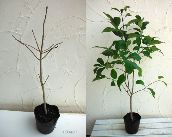 園芸ネット本店｜アメリカヒトツバタゴ（ナンジャモンジャの木） 5.5-6