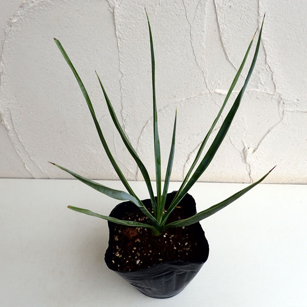 園芸ネット本店｜ユッカ：リギダ4.5号鉢植え の通販【公式】