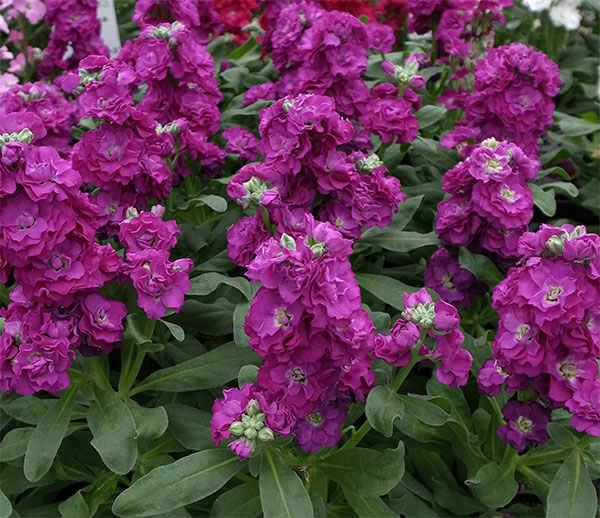 園芸ネット本店｜[送料無料]ストック：ベイビー パープル（八重）3-3.5