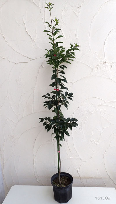 園芸ネット本店｜ソヨゴ メス木（雌木）6号ポット の通販【公式】