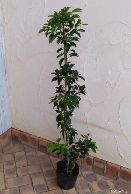 園芸ネット本店｜ソヨゴ メス木（雌木）6号ポット の通販【公式】