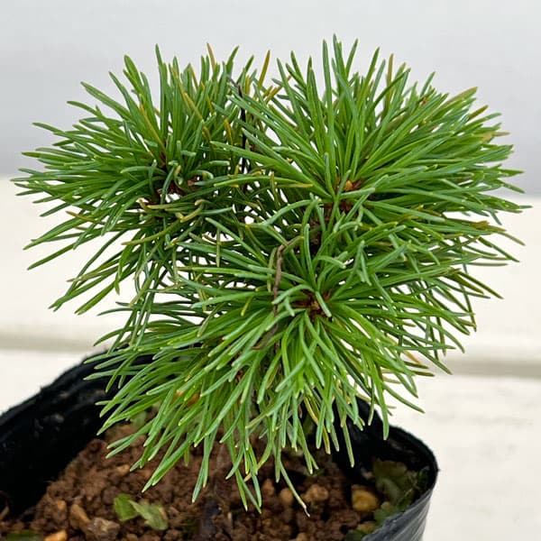園芸ネット本店｜マツ：那須五葉松3号ポット の通販【公式】
