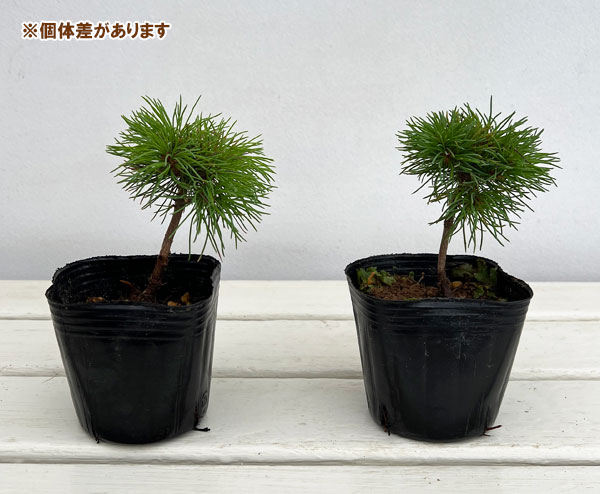 園芸ネット本店｜マツ：那須五葉松3号ポット の通販【公式】
