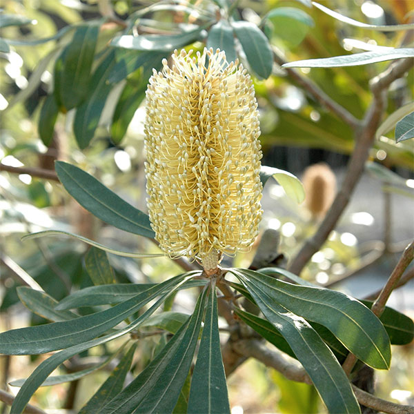 園芸ネット本店｜バンクシア：インテグリフォリア（コーストバンクシア