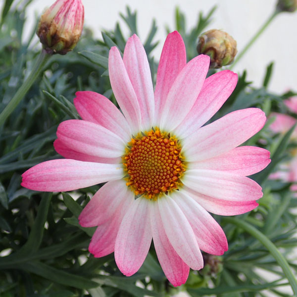 園芸ネット本店｜マーガレット：さくらべーる5号鉢植え の通販【公式】