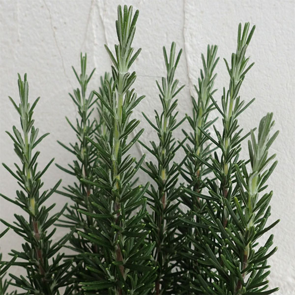 園芸ネット本店｜[送料無料]ローズマリー（立性）：マリンブルー4号