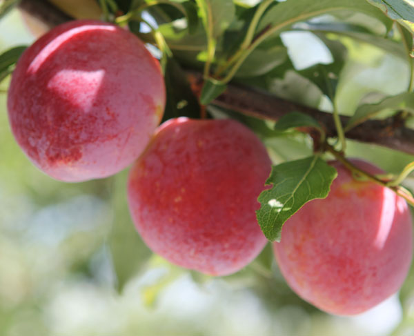 園芸ネット本店｜スモモ(プラム）：スイートかれん5号ポット の通販