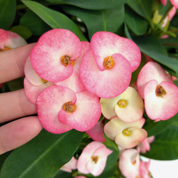 園芸ネット本店｜トゲ無し大輪ハナキリン（花キリン）：シャインキッス