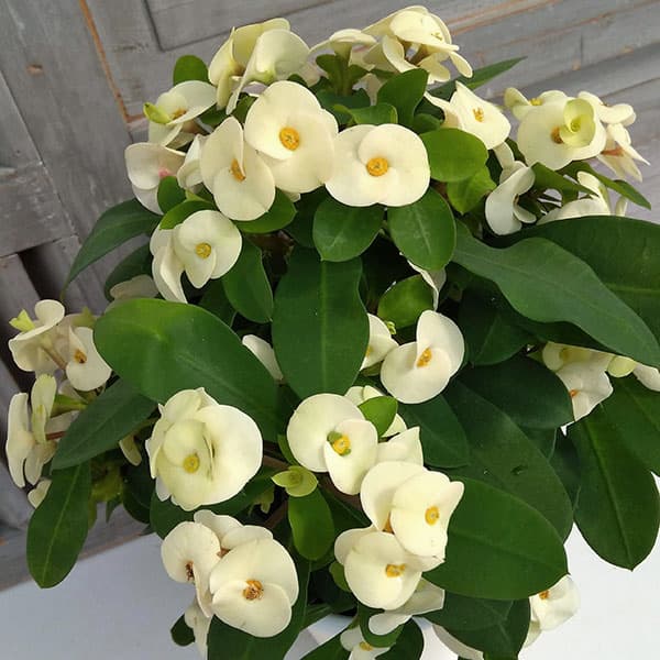 園芸ネット本店｜トゲ無し大輪ハナキリン（花キリン）：シャインキッス