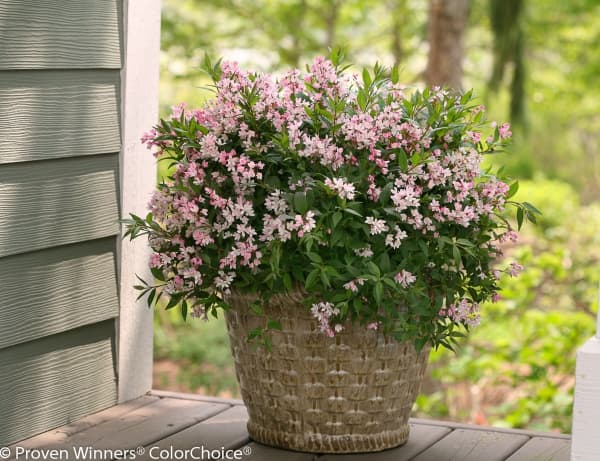 メルモ☆彡ユキエ 梅咲き分け5号鉢つき 菊水綴化 接木 3号鉢つき 計5