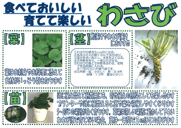 園芸ネット本店｜[26年3月中下旬予約]ワサビ：静岡のわさび苗4号ポット