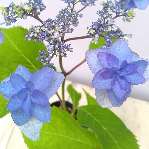 園芸ネット本店｜ヤマアジサイ：ミヤマヤエムラサキ（深山八重紫） 4号