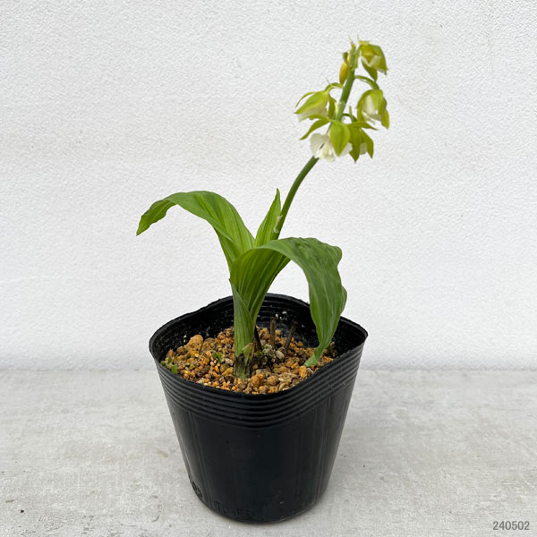 園芸ネット本店｜エビネ：黄エビネ（キエビネ）3-3.5号ポット の通販