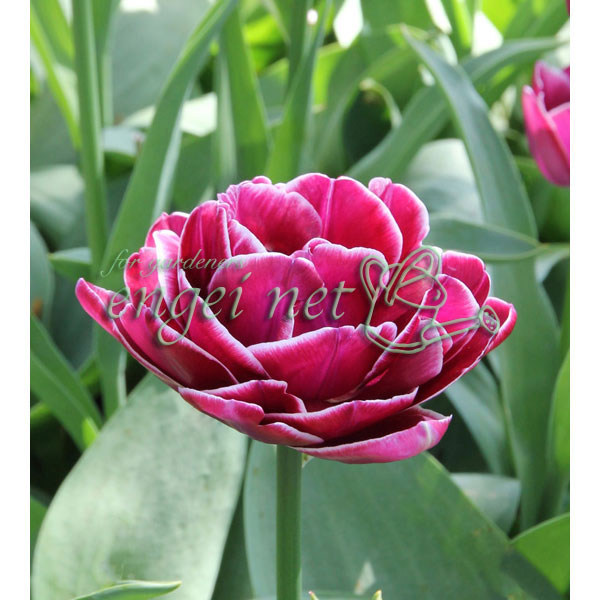 園芸ネット本店｜チューリップ（八重咲き）：ドリームタッチ3球入り