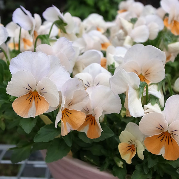園芸ネット本店｜ビオラ：カリフォルニア アイボリーオレンジ3.5号